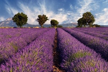Scents of France