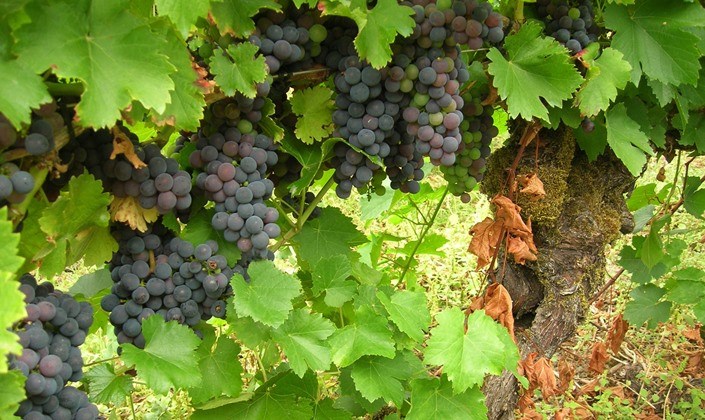 Argentina Wine Route Luxury Vacation